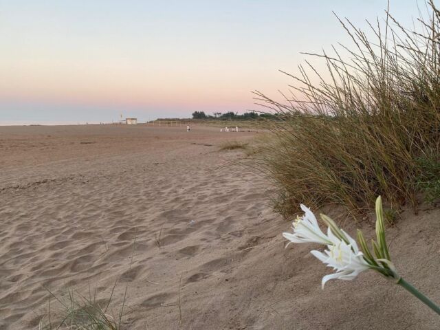 Sommerstage in Sérignan mit einem Kata-Wettbewerb und einer Zeremonie zum Gedenken an Sensei Patrick Herbert

#shotokaikarate #shotokaikarateschweiz #sks #karate #kata #serignanplage #südfrankreich